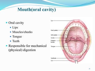 Mouth(oral cavity)
 Oral cavity
 Lips
 Muscles/cheeks
 Tongue
 Teeth
 Responsible for mechanical
(physical) digestion
26
 