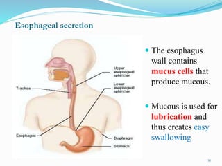 Esophageal secretion
 The esophagus
wall contains
mucus cells that
produce mucous.
 Mucous is used for
lubrication and
thus creates easy
swallowing
30
 