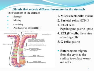 Glands that secrete different hormones in the stomach
1. Mucus neck cells: mucus
2. Parietal cells: HCl+IF
3. Chief cells:
Pepsinogen+gastric lipase
4. ECL(H) cells: histamine
secreting cells
5. G-cells: gastrin
 Enterocytes: migrate
from the crypt to the
surface to replace worn-
out cells
The Functions of the stomach
 Storage
 Mixing
 emptying
 Antibacterial effect (HCl)
31
 