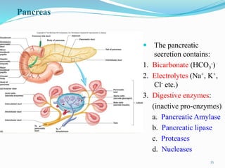 Pancreas
 The pancreatic
secretion contains:
1. Bicarbonate (HCO3
-)
2. Electrolytes (Na+, K+,
Cl- etc.)
3. Digestive enzymes:
(inactive pro-enzymes)
a. Pancreatic Amylase
b. Pancreatic lipase
c. Proteases
d. Nucleases
35
 
