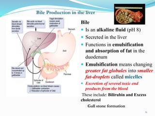 Bile Production in the liver
Bile
 Is an alkaline fluid (pH 8)
 Secreted in the liver
 Functions in emulsification
and absorption of fat in the
duodenum
 Emulsification means changing
greater fat globules into smaller
fat-droplets called micelles
 Excretion of several toxic end
products from the blood
These include: Bilirubin and Excess
cholesterol
Gall stone formation
36
 