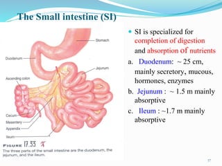 The Small intestine (SI)
 SI is specialized for
completion of digestion
and absorption of nutrients
a. Duodenum: ~ 25 cm,
mainly secretory, mucous,
hormones, enzymes
b. Jejunum : ~ 1.5 m mainly
absorptive
c. Ileum : ~1.7 m mainly
absorptive
37
 