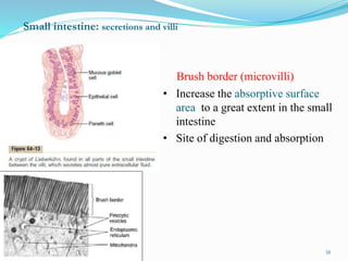 Small intestine: secretions and villi
Brush border (microvilli)
• Increase the absorptive surface
area to a great extent in the small
intestine
• Site of digestion and absorption
38
 