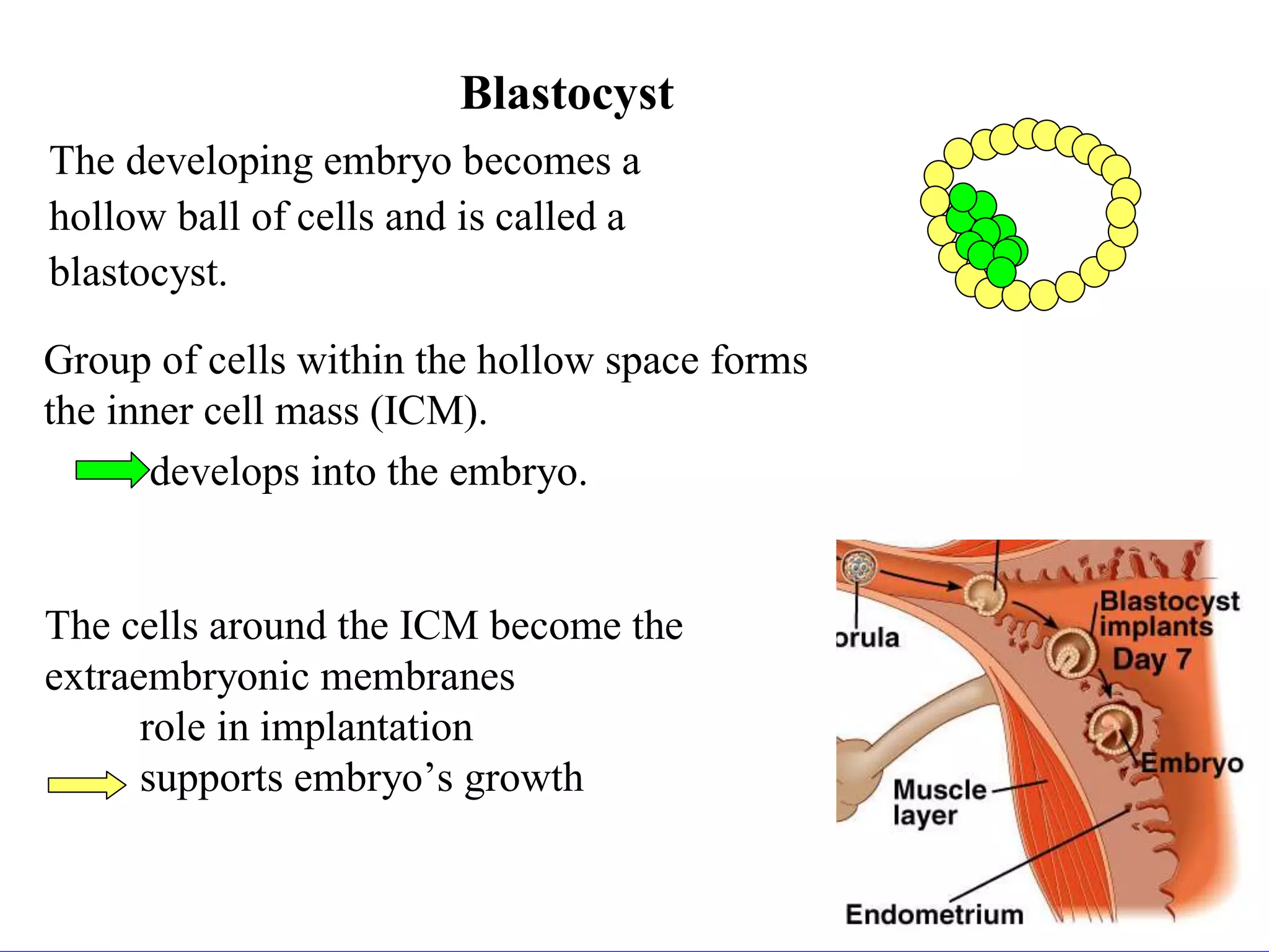 Blastocyst
The developing embryo becomes a
hollow ball of cells and is called a
blastocyst.
The cells around the ICM become the
extraembryonic membranes
role in implantation
supports embryo’s growth
Group of cells within the hollow space forms
the inner cell mass (ICM).
develops into the embryo.
 
