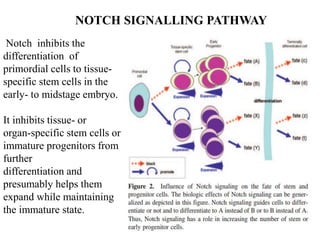 NOTCH SIGNALLING PATHWAY
Notch inhibits the
differentiation of
primordial cells to tissue-
specific stem cells in the
early- to midstage embryo.
It inhibits tissue- or
organ-specific stem cells or
immature progenitors from
further
differentiation and
presumably helps them
expand while maintaining
the immature state.
 
