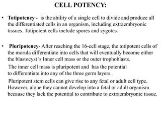 CELL POTENCY:
• Totipotency - is the ability of a single cell to divide and produce all
the differentiated cells in an organism, including extraembryonic
tissues. Totipotent cells include spores and zygotes.
• Pluripotency- After reaching the 16-cell stage, the totipotent cells of
the morula differentiate into cells that will eventually become either
the blastocyst 's Inner cell mass or the outer trophoblasts.
The inner cell mass is pluripotent and has the potential
to differentiate into any of the three germ layers.
Pluripotent stem cells can give rise to any fetal or adult cell type.
However, alone they cannot develop into a fetal or adult organism
because they lack the potential to contribute to extraembryonic tissue.
 