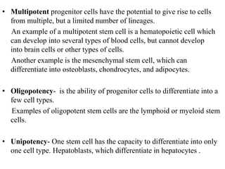 • Multipotent progenitor cells have the potential to give rise to cells
from multiple, but a limited number of lineages.
An example of a multipotent stem cell is a hematopoietic cell which
can develop into several types of blood cells, but cannot develop
into brain cells or other types of cells.
Another example is the mesenchymal stem cell, which can
differentiate into osteoblasts, chondrocytes, and adipocytes.
• Oligopotency- is the ability of progenitor cells to differentiate into a
few cell types.
Examples of oligopotent stem cells are the lymphoid or myeloid stem
cells.
• Unipotency- One stem cell has the capacity to differentiate into only
one cell type. Hepatoblasts, which differentiate in hepatocytes .
 