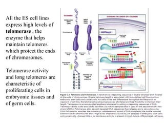 All the ES cell lines
express high levels of
telomerase , the
enzyme that helps
maintain telomeres
which protect the ends
of chromosomes.
Telomerase activity
and long telomeres are
characteristic of
proliferating cells in
embryonic tissues and
of germ cells.
 