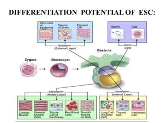 DIFFERENTIATION POTENTIAL OF ESC:
 