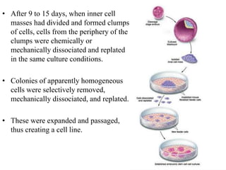 • After 9 to 15 days, when inner cell
masses had divided and formed clumps
of cells, cells from the periphery of the
clumps were chemically or
mechanically dissociated and replated
in the same culture conditions.
• Colonies of apparently homogeneous
cells were selectively removed,
mechanically dissociated, and replated.
• These were expanded and passaged,
thus creating a cell line.
 
