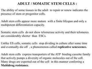 ADULT / SOMATIC STEM CELLS :
The ability of some tissues in the adult to repair or renew indicates the
presence of stem or progenitor cells.
Adult stem cells appear more mature with a finite lifespan and only a
multipotent differentiation capacity.
Somatic stem cells do not show telomerase activity and their telomeres
are considerably shorter than ESCs.
Unlike ES cells, somatic cells stop dividing in culture after some time
and eventually die off , a phenomenon called replicative senescence.
Adult stem cells express transporters of the ATP binding cassette family
that actively pumps a diversity of organic molecules out of the cell.
Many drugs are exported out of the cell in this manner conferring a
Multidrug resistance.
 
