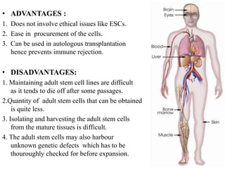 • ADVANTAGES :
1. Does not involve ethical issues like ESCs.
2. Ease in procurement of the cells.
3. Can be used in autologous transplantation
hence prevents immune rejection.
• DISADVANTAGES:
1. Maintaining adult stem cell lines are difficult
as it tends to die off after some passages.
2.Quantity of adult stem cells that can be obtained
is quite less.
3. Isolating and harvesting the adult stem cells
from the mature tissues is difficult.
4. The adult stem cells may also harbour
unknown genetic defects which has to be
thouroughly checked for before expansion.
 