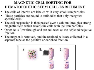MAGNETIC CELL SORTING FOR
HEMATOPOIETIC STEM CELL ENRICHMENT
• The cells of interest are labeled with very small iron particles.
• These particles are bound to antibodies that only recognize
specific cells.
• The cell suspension is then passed over a column through a strong
magnetic field which retains the cells with the iron particles .
• Other cells flow through and are collected as the depleted negative
fraction.
• The magnet is removed, and the retained cells are collected in a
separate tube as the positive or enriched fraction .
 