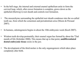 • In the bell stage, the internal and external enamel epithelium unite to form the
cervical loop, which, after crown formation is complete, grows down as the
epithelial (Hertwig’s) root sheath and controls root formation.
• The mesenchyme surrounding the epithelial root sheath condenses into the so-called
tooth sac, from which the cementum and periodontium arise (Moore & Persaud
2007).
• In humans, odontogenesis begins in about the 10th embryonic week (Koch 2007).
• Wisdom teeth develop postnatally; their enamel organ has formed by about the 72nd
month of life (Schröder 2000). This means that up to that point, undifferentiated
dental embryonic tissue exists in the jaw.
• The development of the third molars is the only organogenesis which takes place
completely after birth.
 