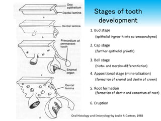 Stages of tooth
development
1. Bud stage
2. Cap stage
3. Bell stage
4. Appositional stage (mineralization)
5. Root formation
6. Eruption
(epithelial ingrowth into ectomesenchyme)
(further epithelial growth)
(histo- and morpho-differentiation)
(formation of enamel and dentin of crown)
(formation of dentin and cementum of root)
Oral Histology and Embryology by Leslie P. Gartner, 1988
 