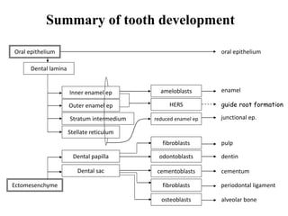 Summary of tooth development
Oral epithelium
Dental lamina
ameloblasts
Inner enamel ep
Stellate reticulum
Stratum intermedium
Outer enamel ep HERS
Ectomesenchyme
Dental sac
Dental papilla odontoblasts
cementoblasts
fibroblasts
fibroblasts
osteoblasts
dentin
cementum
pulp
periodontal ligament
alveolar bone
enamel
guide root formation
oral epithelium
reduced enamel ep junctional ep.
 