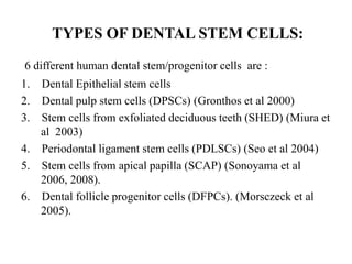 TYPES OF DENTAL STEM CELLS:
6 different human dental stem/progenitor cells are :
1. Dental Epithelial stem cells
2. Dental pulp stem cells (DPSCs) (Gronthos et al 2000)
3. Stem cells from exfoliated deciduous teeth (SHED) (Miura et
al 2003)
4. Periodontal ligament stem cells (PDLSCs) (Seo et al 2004)
5. Stem cells from apical papilla (SCAP) (Sonoyama et al
2006, 2008).
6. Dental follicle progenitor cells (DFPCs). (Morsczeck et al
2005).
 