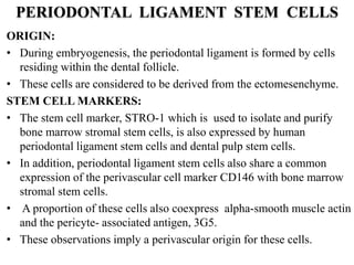 PERIODONTAL LIGAMENT STEM CELLS
ORIGIN:
• During embryogenesis, the periodontal ligament is formed by cells
residing within the dental follicle.
• These cells are considered to be derived from the ectomesenchyme.
STEM CELL MARKERS:
• The stem cell marker, STRO-1 which is used to isolate and purify
bone marrow stromal stem cells, is also expressed by human
periodontal ligament stem cells and dental pulp stem cells.
• In addition, periodontal ligament stem cells also share a common
expression of the perivascular cell marker CD146 with bone marrow
stromal stem cells.
• A proportion of these cells also coexpress alpha-smooth muscle actin
and the pericyte- associated antigen, 3G5.
• These observations imply a perivascular origin for these cells.
 