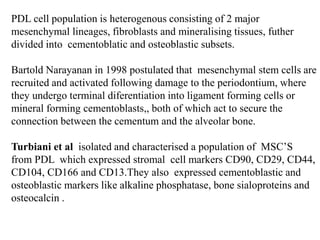 PDL cell population is heterogenous consisting of 2 major
mesenchymal lineages, fibroblasts and mineralising tissues, futher
divided into cementoblatic and osteoblastic subsets.
Bartold Narayanan in 1998 postulated that mesenchymal stem cells are
recruited and activated following damage to the periodontium, where
they undergo terminal diferentiation into ligament forming cells or
mineral forming cementoblasts,, both of which act to secure the
connection between the cementum and the alveolar bone.
Turbiani et al isolated and characterised a population of MSC’S
from PDL which expressed stromal cell markers CD90, CD29, CD44,
CD104, CD166 and CD13.They also expressed cementoblastic and
osteoblastic markers like alkaline phosphatase, bone sialoproteins and
osteocalcin .
 