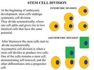 At the beginning of embryonic
development, stem cells undergo
symmetric cell division.
They divide symmetrically, where
one cell splits and gives rise to two
identical cells that have the same
potential.
After blastocyst the stem cells start to
divide asymmetrically.
Asymmetric cell division is when a
stem cell divides to produce two cells.
One of the cells remains a stem cell,
demonstrating self-renewal, and the
other differentiates into a progenitor
cell.
STEM CELL DIVISION
SYMMETRIC DIVISION
ASSYMMETRIC DIIVISION
 