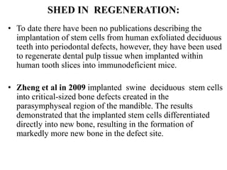 SHED IN REGENERATION:
• To date there have been no publications describing the
implantation of stem cells from human exfoliated deciduous
teeth into periodontal defects, however, they have been used
to regenerate dental pulp tissue when implanted within
human tooth slices into immunodeficient mice.
• Zheng et al in 2009 implanted swine deciduous stem cells
into critical-sized bone defects created in the
parasymphyseal region of the mandible. The results
demonstrated that the implanted stem cells differentiated
directly into new bone, resulting in the formation of
markedly more new bone in the defect site.
 