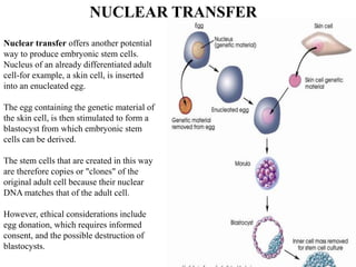 Nuclear transfer offers another potential
way to produce embryonic stem cells.
Nucleus of an already differentiated adult
cell-for example, a skin cell, is inserted
into an enucleated egg.
The egg containing the genetic material of
the skin cell, is then stimulated to form a
blastocyst from which embryonic stem
cells can be derived.
The stem cells that are created in this way
are therefore copies or "clones" of the
original adult cell because their nuclear
DNA matches that of the adult cell.
However, ethical considerations include
egg donation, which requires informed
consent, and the possible destruction of
blastocysts.
NUCLEAR TRANSFER
 