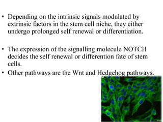 • Depending on the intrinsic signals modulated by
extrinsic factors in the stem cell niche, they either
undergo prolonged self renewal or differentiation.
• The expression of the signalling molecule NOTCH
decides the self renewal or differention fate of stem
cells.
• Other pathways are the Wnt and Hedgehog pathways.
 