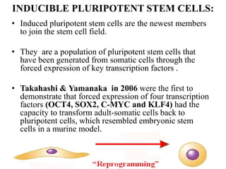 INDUCIBLE PLURIPOTENT STEM CELLS:
• Induced pluripotent stem cells are the newest members
to join the stem cell field.
• They are a population of pluripotent stem cells that
have been generated from somatic cells through the
forced expression of key transcription factors .
• Takahashi & Yamanaka in 2006 were the first to
demonstrate that forced expression of four transcription
factors (OCT4, SOX2, C-MYC and KLF4) had the
capacity to transform adult-somatic cells back to
pluripotent cells, which resembled embryonic stem
cells in a murine model.
 