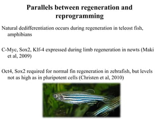 Parallels between regeneration and
reprogramming
Natural dedifferentiation occurs during regeneration in teleost fish,
amphibians
C-Myc, Sox2, Klf-4 expressed during limb regeneration in newts (Maki
et al, 2009)
Oct4, Sox2 required for normal fin regeneration in zebrafish, but levels
not as high as in pluripotent cells (Christen et al, 2010)
 
