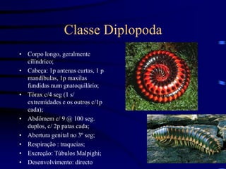 Classe Diplopoda
• Corpo longo, geralmente
cilíndrico;
• Cabeça: 1p antenas curtas, 1 p
mandíbulas, 1p maxilas
fundidas num gnatoquilário;
• Tórax c/4 seg (1 s/
extremidades e os outros c/1p
cada);
• Abdómem c/ 9 @ 100 seg.
duplos, c/ 2p patas cada;
• Abertura genital no 3º seg;
• Respiração : traqueias;
• Excreção: Túbulos Malpighi;
• Desenvolvimento: directo
 