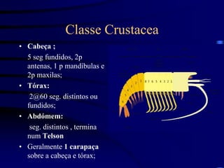 Classe Crustacea
• Cabeça ;
5 seg fundidos, 2p
antenas, 1 p mandíbulas e
2p maxilas;
• Tórax:
2@60 seg. distintos ou
fundidos;
• Abdómem:
seg. distintos , termina
num Telson
• Geralmente 1 carapaça
sobre a cabeça e tórax;
 