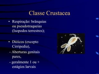Classe Crustacea
• Respiração: brânquias
ou pseudotraqueias
(Isopodos terrestres);
• Dióicos (excepto
Cirripedia),
- Aberturas genitais
pares,
- geralmente 1 ou +
estágios larvais
 