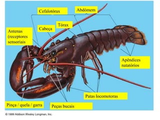 Cefalotórax Abdómem
Cabeça
Tórax
Apêndices
natatórios
Patas locomotoras
Antenas
(receptores
sensoriais
Pinça / quela / garra Peças bucais
 