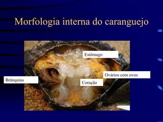 Morfologia interna do caranguejo
Brânquias
Estômago
Coração
Ovários com ovos
 
