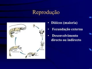 Reprodução
• Dióicos (maioria)
• Fecundação externa
• Desenvolvimento
directo ou indirecto
 