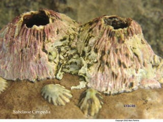 cracas
Subclasse Cirripedia 21
 
