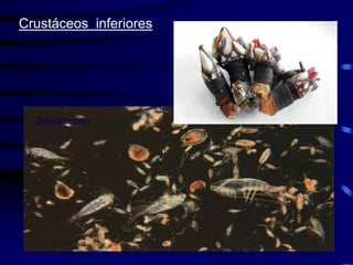 Crustáceos inferiores Percebes
Zooplancton
 
