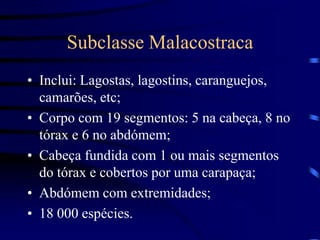 Subclasse Malacostraca
• Inclui: Lagostas, lagostins, caranguejos,
camarões, etc;
• Corpo com 19 segmentos: 5 na cabeça, 8 no
tórax e 6 no abdómem;
• Cabeça fundida com 1 ou mais segmentos
do tórax e cobertos por uma carapaça;
• Abdómem com extremidades;
• 18 000 espécies.
 