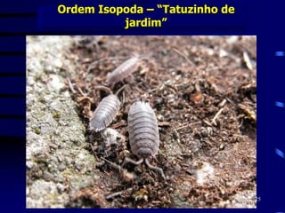 Ordem Isopoda – “Tatuzinho de
jardim”
25
 