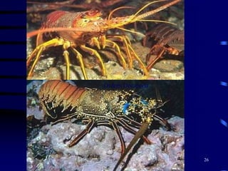 Ordem Decapoda
26
 