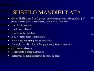 SUBFILO MANDIBULATA
• Corpo dividido em 2 ou 3 partes: cabeça e tronco ou cabeça, tórax ( c/
patas locomotoras) e abdómem, distintos ou fundidos;
• 1 ou 2 p de antenas;
• 1 p de mandíbulas;
• 1 ou + par de maxilas;
• 3 ou + pares patas locomotoras;
• Respiração por brânquias ou traqueias;
• Excreção por Túbulos de Malpighi ou glândulas antenais;
• Geralmente dióicos;
• Usualmente c/ estágios larvais;
• Terrestres ou aquáticos (água doce ou salgada)
 