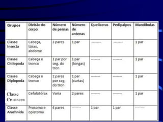 PROF. MARCELO MIRANDA
Classe
Crustacea
 