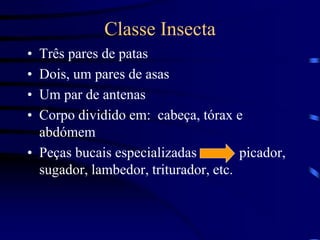 Classe Insecta
• Três pares de patas
• Dois, um pares de asas
• Um par de antenas
• Corpo dividido em: cabeça, tórax e
abdómem
• Peças bucais especializadas picador,
sugador, lambedor, triturador, etc.
 