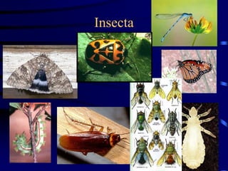 Insecta
 