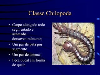 Classe Chilopoda
• Corpo alongado todo
segmentado e
achatado
dorsoventralmente;
• Um par de pata por
segmento
• Um par de antenas
• Peça bucal em forma
de quela
 