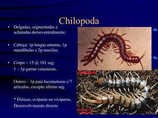 Chilopoda
• Delgadas, segmentadas e
achatadas dorsoventralmente;
• Cabeça: 1p longas antenas, 1p
mandíbulas e 2p maxilas;
• Corpo = 15 @ 181 seg.
1 – 1p garras venenosas,
Outros – 1p pata locomotoras c/7
artículos, excepto último seg.
* Dióicas, ovíparas ou vivíparas;
Desenvolvimento directo
 