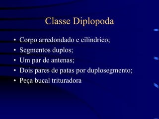 Classe Diplopoda
• Corpo arredondado e cilíndrico;
• Segmentos duplos;
• Um par de antenas;
• Dois pares de patas por duplosegmento;
• Peça bucal trituradora
 