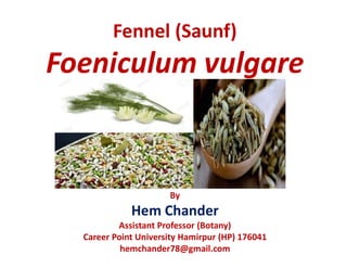 Fennel (Saunf)
Foeniculum vulgare
By
Hem Chander
Assistant Professor (Botany)
Career Point University Hamirpur (HP) 176041
hemchander78@gmail.com
 
