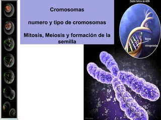 Cromosomas
numero y tipo de cromosomas
Mitosis, Meiosis y formación de la
semilla
 
