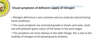 Visual symptoms of deficient supply of nitrogen
• Nitrogen deficiency is very common and can easily be noticed during
harsh conditions.
• The usual symptoms are restricted growth in shoots and roots, small
size and yellowish green colour of the leaves in the early stages
• The symptoms are more obvious in the older foliage: this is due to the
mobility of nitrogen to the growing parts of plants.
 